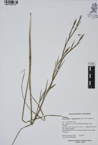 Sisyrinchium angustissimum image